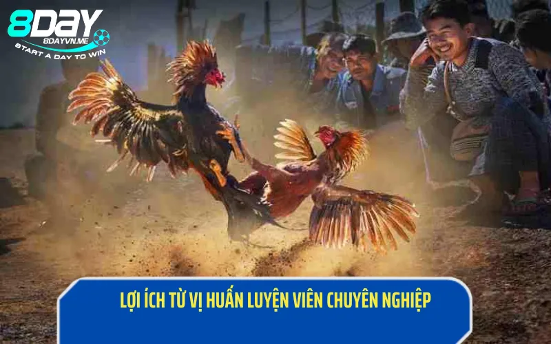 Lợi ích từ vị huấn luyện viên chuyên nghiệp về đá gà trực tiếp
