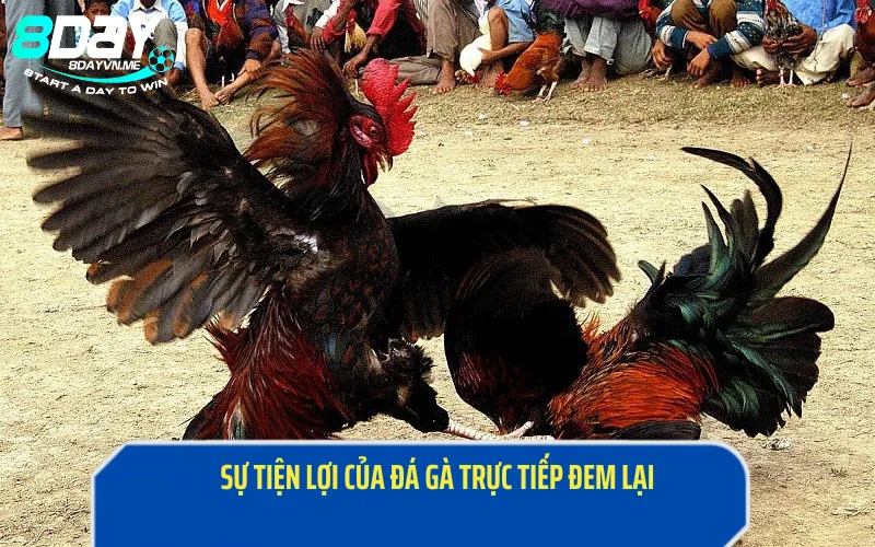Sự tiện lợi của đá gà trực tiếp hôm nay đem lại cho người chơi